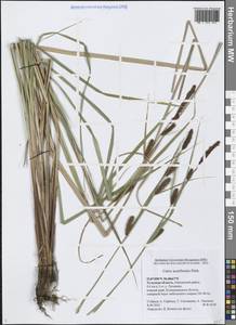 Carex acutiformis Ehrh., Eastern Europe, Central region (E4) (Russia)