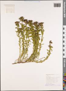 Haplophyllum suaveolens (DC.) G. Don, Caucasus, Black Sea Shore (from Novorossiysk to Adler) (K3) (Russia)