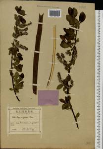 Salix caprea × myrsinifolia, Eastern Europe, Central region (E4) (Russia)