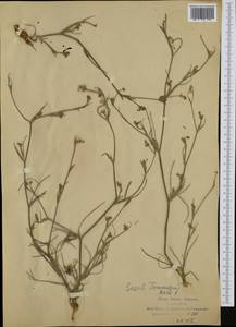 Seseli montanum subsp. tommasinii (Rchb.fil.) Arcang., Western Europe (EUR) (Italy)