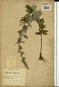 Artemisia vulgaris L., Eastern Europe, South Ukrainian region (E12) (Ukraine)