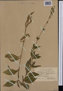 Silene viscosa (L.) Pers., Western Europe (EUR) (Romania)