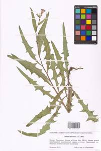 Lactuca tatarica (L.) C. A. Mey., Eastern Europe, Moscow region (E4a) (Russia)