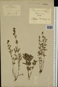 Galium rubioides L., Eastern Europe, North Ukrainian region (E11) (Ukraine)