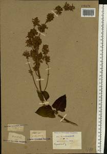 Salvia verticillata L., Eastern Europe, Central forest-and-steppe region (E6) (Russia)