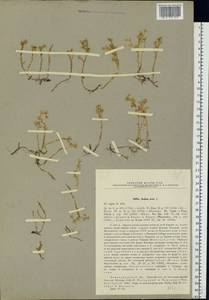 Sedum acre L., Eastern Europe, North-Western region (E2) (Russia)