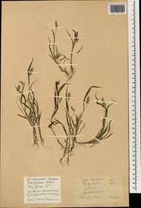 Setaria viridis (L.) P.Beauv., South Asia, South Asia (Asia outside ex-Soviet states and Mongolia) (ASIA) (China)