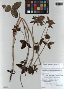 KUZ 000 741, Trifolium pratense var. sativum Schreb., Siberia, Altai & Sayany Mountains (S2) (Russia)
