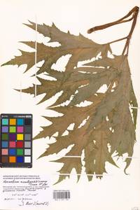 Heracleum mantegazzianum Sommier & Levier, Eastern Europe, Moscow region (E4a) (Russia)