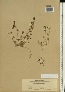 Veronica hederifolia L., Eastern Europe, South Ukrainian region (E12) (Ukraine)