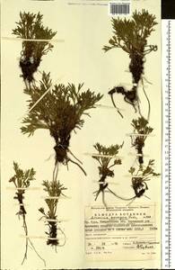 Artemisia norvegica, Eastern Europe, Eastern region (E10) (Russia)