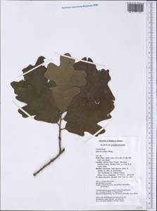 Quercus stellata Wangenh., America (AMER) (United States)