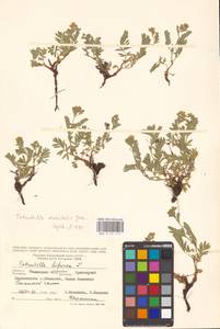 Sibbaldianthe orientalis (Soják) Mosyakin & Shiyan, Eastern Europe, Lower Volga region (E9) (Russia)