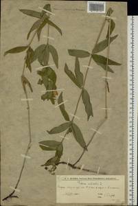 Galium rubioides L., Eastern Europe, Lower Volga region (E9) (Russia)