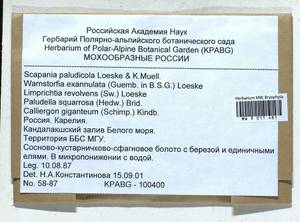 Calliergon giganteum (Schimp.) Kindb., Bryophytes, Bryophytes - Karelia, Leningrad & Murmansk Oblasts (B4) (Russia)