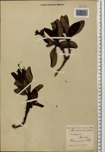 Rhododendron caucasicum Pall., Caucasus, North Ossetia, Ingushetia & Chechnya (K1c) (Russia)