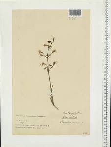 Silene nutans, Eastern Europe, North-Western region (E2) (Russia)