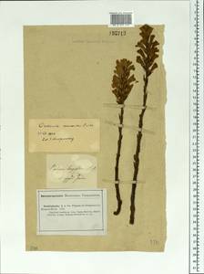 Phelipanche arenaria (Borkh.) Pomel, Middle Asia, Caspian Ustyurt & Northern Aralia (M8) (Kazakhstan)