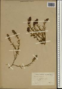 Thymbra spicata L., South Asia, South Asia (Asia outside ex-Soviet states and Mongolia) (ASIA) (Turkey)