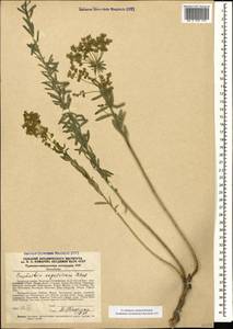 Euphorbia seguieriana Neck., Caucasus, Azerbaijan (K6) (Azerbaijan)