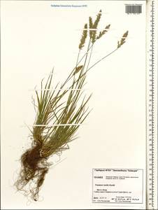 Koeleria spicata subsp. spicata, Siberia, Central Siberia (S3) (Russia)