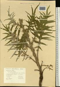Lophiolepis serrulata (M. Bieb.) Del Guacchio, Bures, Iamonico & P. Caputo, Eastern Europe, Middle Volga region (E8) (Russia)