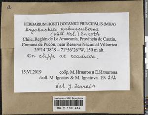 Bryobuckia arbusculans (Müll. Hal.) Enroth, Bryophytes, Bryophytes - America (BAm) (Chile)