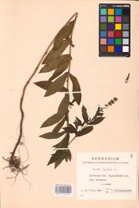 MHA 0 158 422, Mentha spicata L., Eastern Europe, Lithuania (E2a) (Lithuania)