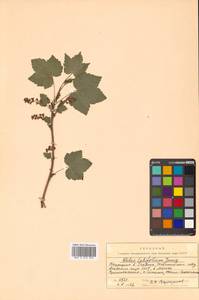 Ribes latifolium Jancz., Siberia, Russian Far East (S6) (Russia)