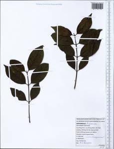 Rubiaceae, South Asia, South Asia (Asia outside ex-Soviet states and Mongolia) (ASIA) (Vietnam)