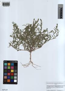 KUZ 003 572, Corispermum hyssopifolium L., Siberia, Altai & Sayany Mountains (S2) (Russia)