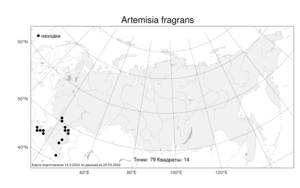 Artemisia fragrans Willd., Atlas of the Russian Flora (FLORUS) (Russia)