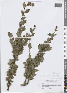 Ribes diacanthum Pall., Siberia, Baikal & Transbaikal region (S4) (Russia)