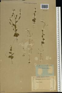 Draba nemorosa L., Eastern Europe, Rostov Oblast (E12a) (Russia)