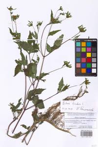 Bidens frondosa L., Eastern Europe, Moscow region (E4a) (Russia)