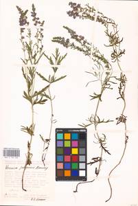 MHA 0 160 268, Veronica austriaca subsp. jacquinii (Baumg.) Watzl, Eastern Europe, Central forest-and-steppe region (E6) (Russia)
