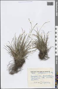 Carex pediformis C.A.Mey., Eastern Europe, South Ukrainian region (E12) (Ukraine)