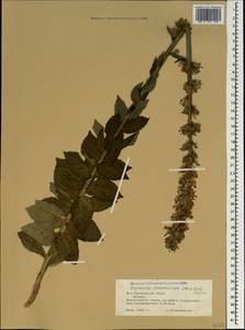 Asyneuma campanuloides (M.Bieb. ex Sims) Bornm., Caucasus, South Ossetia (K4b) (South Ossetia)