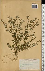 Pulicaria vulgaris Gaertn., Eastern Europe, Central forest-and-steppe region (E6) (Russia)