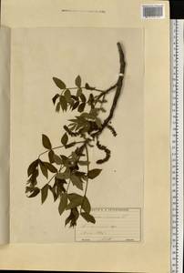 Juglans cinerea L., Eastern Europe, Moscow region (E4a) (Russia)