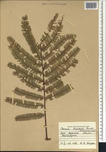 Parkia biglobosa (Jacq.)G.Don, Africa (AFR) (Mali)