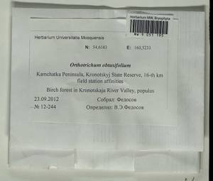 Nyholmiella obtusifolia (Brid.) Holmen & E. Warncke, Bryophytes, Bryophytes - Chukotka & Kamchatka (B21) (Russia)