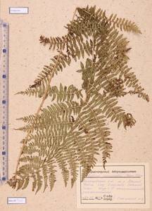 Athyrium monomachii (Kom.) Kom., Siberia, Altai & Sayany Mountains (S2) (Russia)