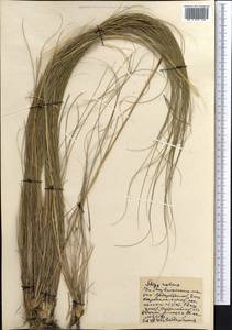Stipa zalesskii Wilensky, Middle Asia, Northern & Central Kazakhstan (M10) (Kazakhstan)