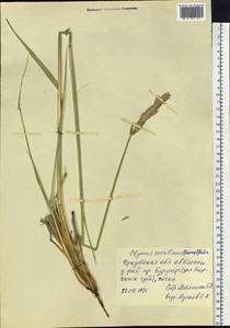 Leymus secalinus (Georgi) Tzvelev, Siberia, Baikal & Transbaikal region (S4) (Russia)