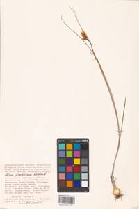 Allium praescissum Rchb., Middle Asia, Caspian Ustyurt & Northern Aralia (M8) (Kazakhstan)