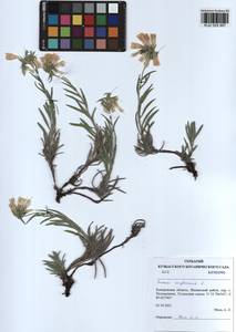 Onosma simplicissima L., Siberia, Altai & Sayany Mountains (S2) (Russia)