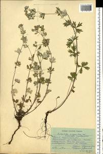 Potentilla argentea L., Eastern Europe, South Ukrainian region (E12) (Ukraine)