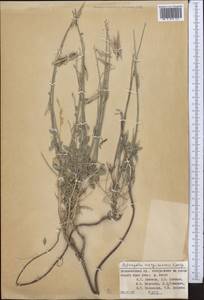 Astragalus marguzaricus Lipsky, Middle Asia, Pamir & Pamiro-Alai (M2) (Tajikistan)