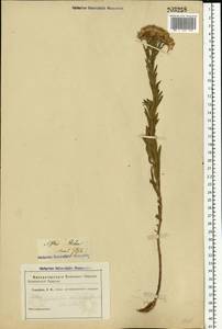 Galatella sedifolia subsp. dracunculoides (Lam.) Greuter, Eastern Europe, Eastern region (E10) (Russia)